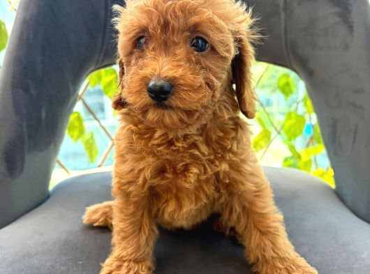 Son Yavrular Di̇şi̇ Ve Erkek Toy Poodle Aşili görsel