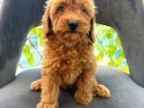 Son Yavrular Di̇şi̇ Ve Erkek Toy Poodle Aşili