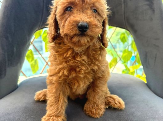 Son Yavrular Di̇şi̇ Ve Erkek Toy Poodle Aşili