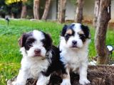 Orjinal Neşe Kaynağı Morkie