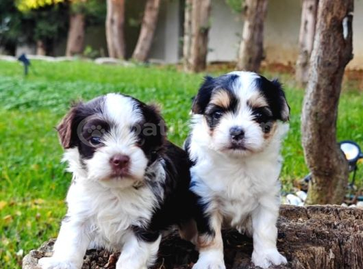 Orjinal Neşe Kaynağı Morkie görsel