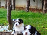 Orjinal Neşe Kaynağı Morkie