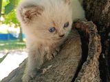Orjinal Blue Point British Shorthair Erkek 2Aylık
