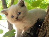Orjinal Blue Point British Shorthair Erkek 2Aylık