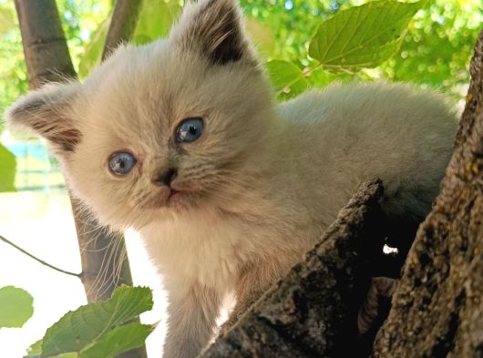 Orjinal Blue Point British Shorthair Erkek 2Aylık görsel
