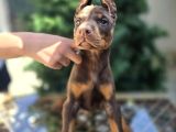 Kızıl Erkek Ve Dişi Irk Güzeli Doberman King Yavrular