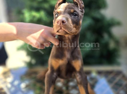 Kızıl Erkek Ve Dişi Irk Güzeli Doberman King Yavrular