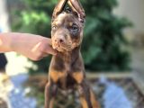 Kızıl Erkek Ve Dişi Irk Güzeli Doberman King Yavrular