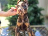 Kızıl Erkek Ve Dişi Irk Güzeli Doberman King Yavrular