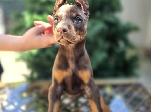 Kızıl Erkek Ve Dişi Irk Güzeli Doberman King Yavrular görsel