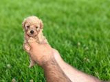 Dişi Erkek Maltipoo Yavrularımız