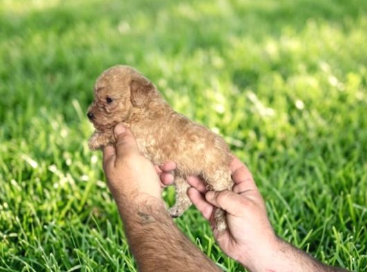 Dişi Erkek Maltipoo Yavrularımız görsel