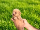 Dişi Erkek Maltipoo Yavrularımız