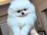 Üst Kalite Orijinal Irk Pomeranian Boo Erkek