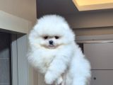 Üst Kalite Orijinal Irk Pomeranian Boo Erkek