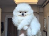 Üst Kalite Orijinal Irk Pomeranian Boo Erkek