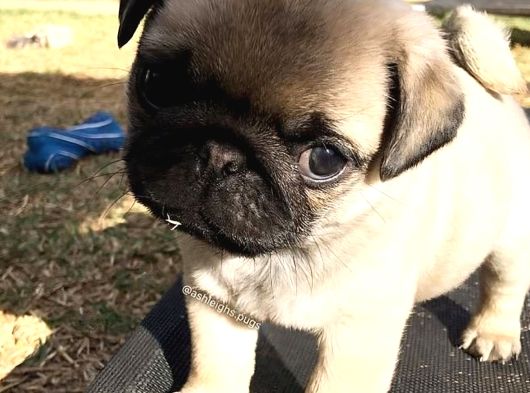 Show Kalite Pug Mops Bebekler görsel