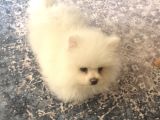 Pomeranian Boo Ankara