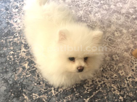 Pomeranian Boo Ankara