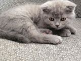 Scottish Fold Yavrularımız Ankara