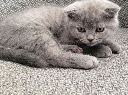 Scottish Fold Yavrularımız Ankara görsel