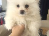 Pomeranian Boo Ankara