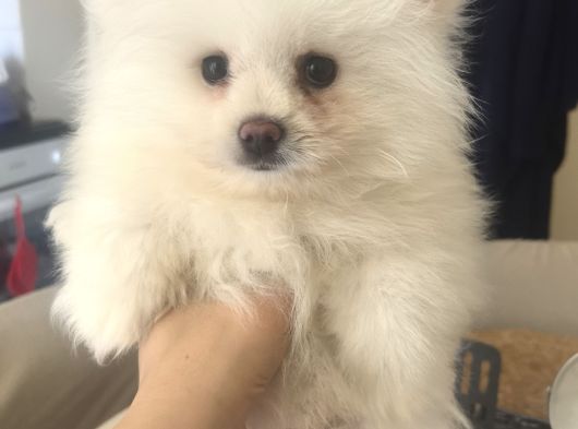 Pomeranian Boo Ankara görsel