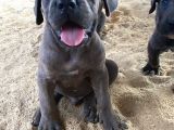 Dev Premi̇um Cane Corso Yavrulari