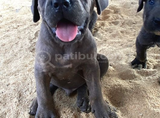 Dev Premi̇um Cane Corso Yavrulari