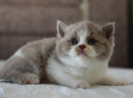 Safkan Bicolor Yavru görsel