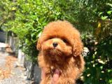 Tea Cup Toy Poodle A Kali̇te Yavru