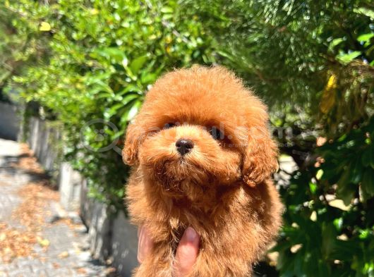 Tea Cup Toy Poodle A Kali̇te Yavru