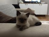 Çok Tatlı British Shorthair Blue Point 2 Aylık Minnacık Ankara