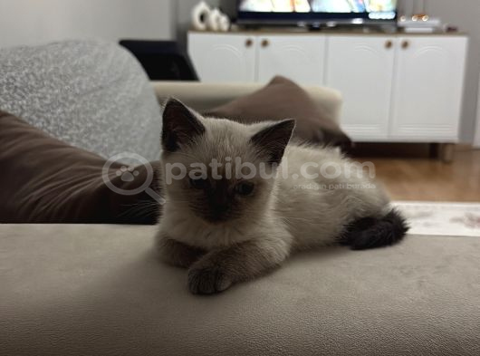 Çok Tatlı British Shorthair Blue Point 2 Aylık Minnacık Ankara görsel