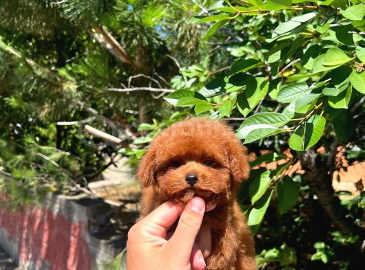 Tea Cup Toy Poodle A Kali̇te Yavru görsel