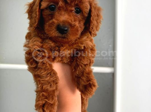 Toy Poodle Sevi̇mli̇ Yavrular Ev Üreti̇mi̇ görsel