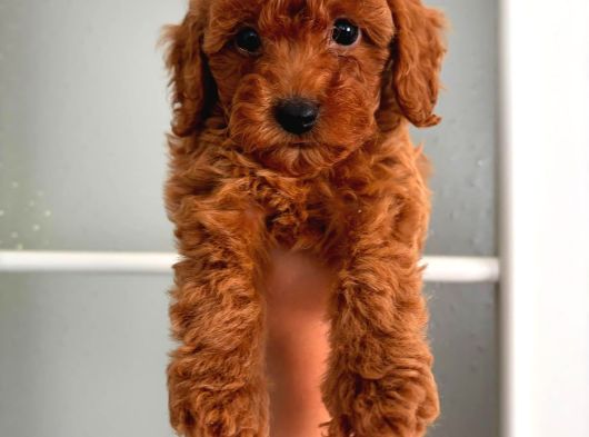 Toy Poodle Sevi̇mli̇ Yavrular Ev Üreti̇mi̇ görsel