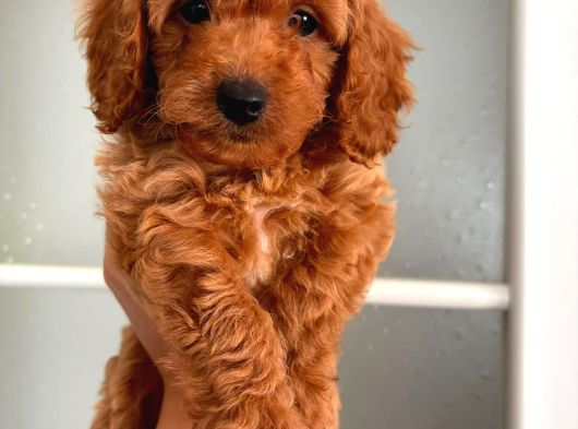 Toy Poodle Sevi̇mli̇ Yavrular Ev Üreti̇mi̇