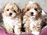 Malti̇poo Ci̇nsi̇ Yavrular Ev Üreti̇mi̇