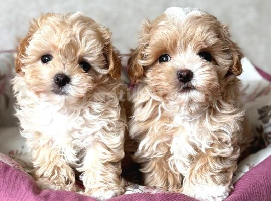 Malti̇poo Ci̇nsi̇ Yavrular Ev Üreti̇mi̇ görsel