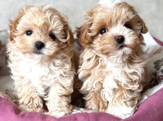Malti̇poo Ci̇nsi̇ Yavrular Ev Üreti̇mi̇ görsel