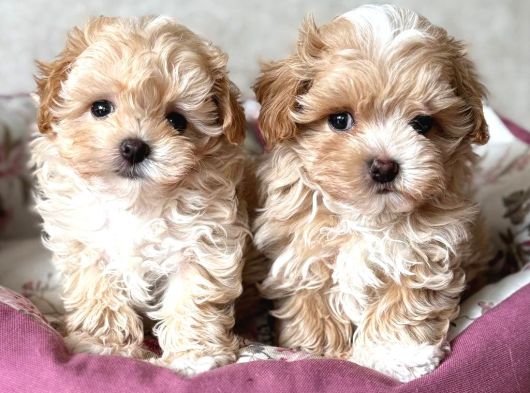 Malti̇poo Ci̇nsi̇ Yavrular Ev Üreti̇mi̇ görsel