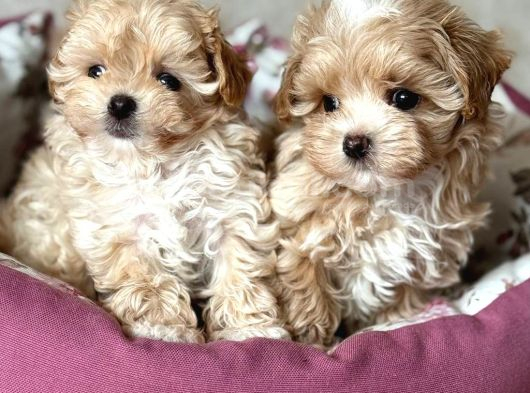 Malti̇poo Ci̇nsi̇ Yavrular Ev Üreti̇mi̇ görsel