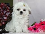 Maltese Terri̇er Ci̇nsi̇ Yavrular