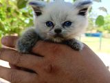 Orjinal Blue Point British Shorthair Erkek 2Aylık