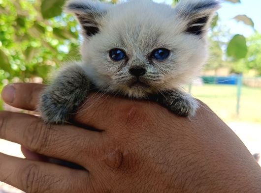 Orjinal Blue Point British Shorthair Erkek 2Aylık görsel