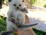 Orjinal Blue Point British Shorthair Erkek 2Aylık