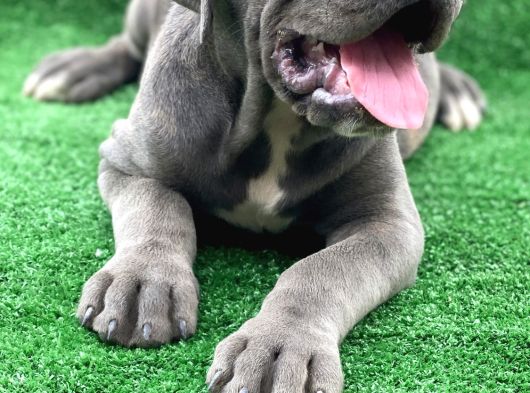Dev Premi̇um Cane Corso Yavrulari görsel