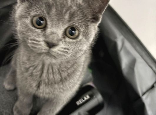 Scottish Fold Yavrularımız Ankara görsel