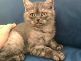 Scottish Fold Yavrularımız Ankara